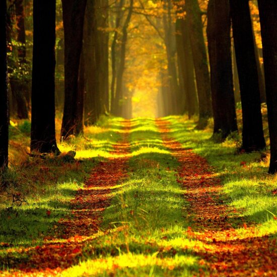 un chemin en forêt : une voie à suivre